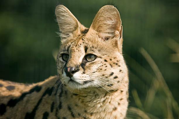 Serval Cat Tanzania safari guide image 3