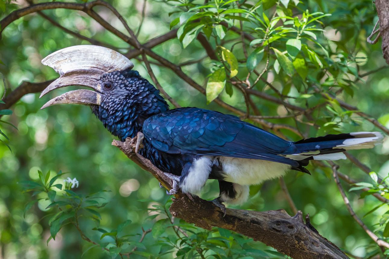 Silver-cheeked hornbill bird image 2 for Tanview Safaris birdwatching guide