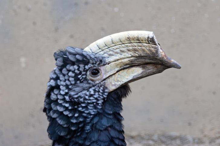 Silver-cheeked hornbill bird image 2 for Tanview Safaris birdwatching guide
