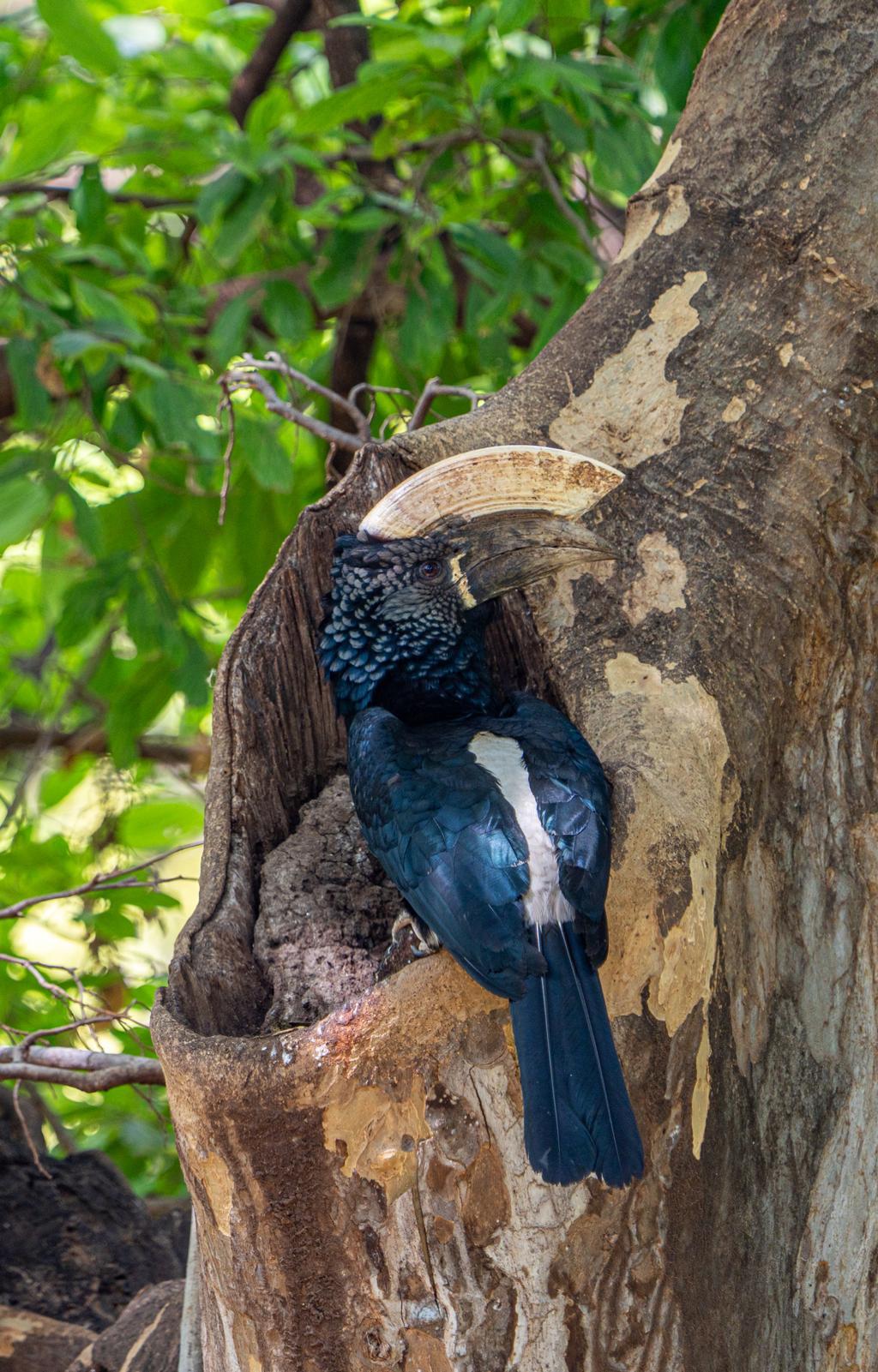 Silver-cheeked hornbill bird image 3 for Tanview Safaris birdwatching guide