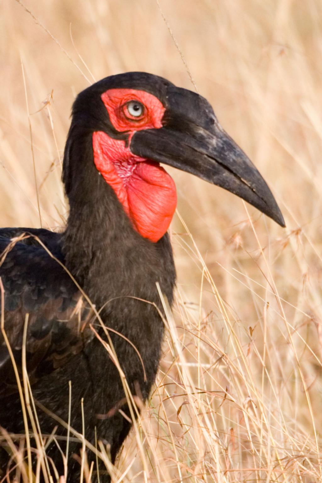 Southern ground hornbill bird image 4 for Tanview Safaris birdwatching guide