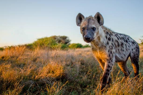 Spotted Hyena Tanzania safari guide image 1