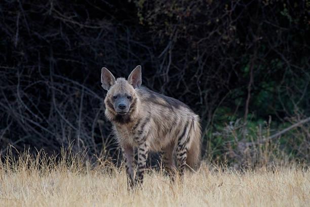 Spotted Hyena Tanzania safari guide image 2