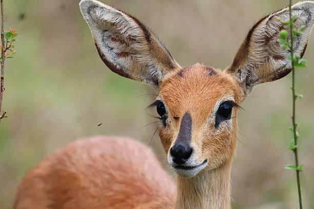 Steenbok Tanzania safari guide image 1