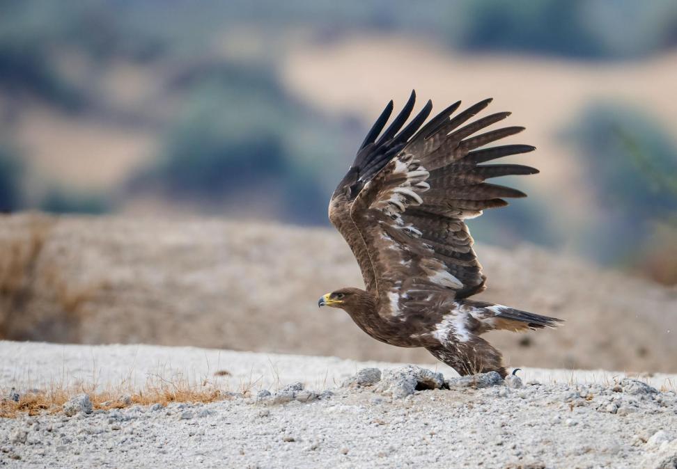 Steppe eagle Tanzania safari guide image 1