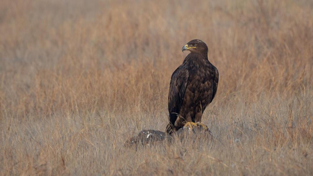 Steppe eagle Tanzania safari guide image 2