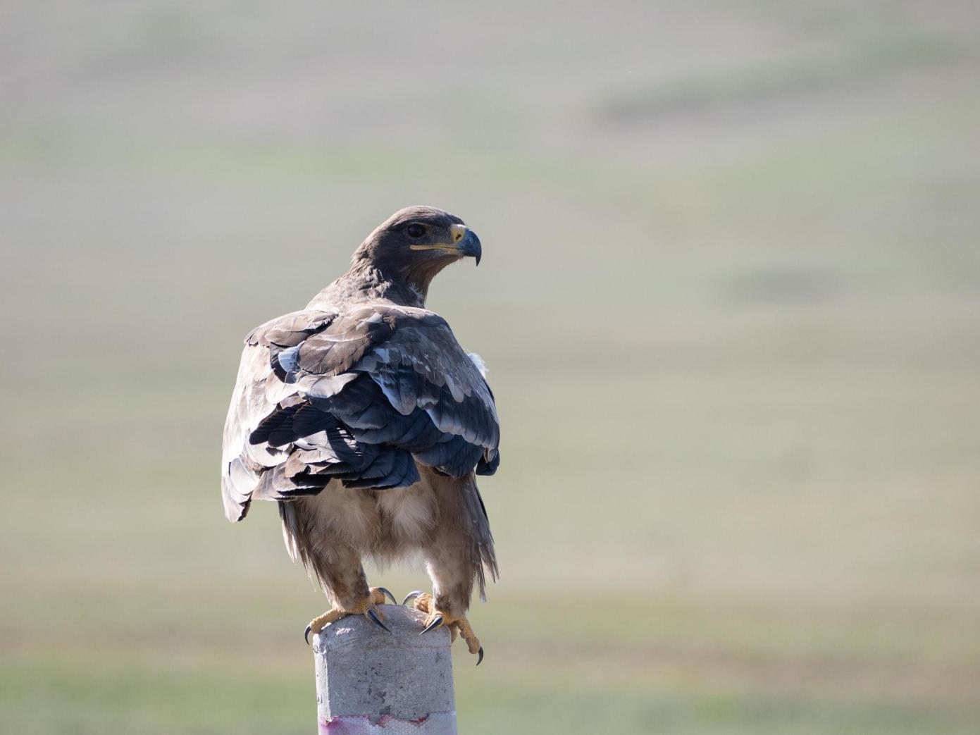 Steppe eagle Tanzania safari guide image 6