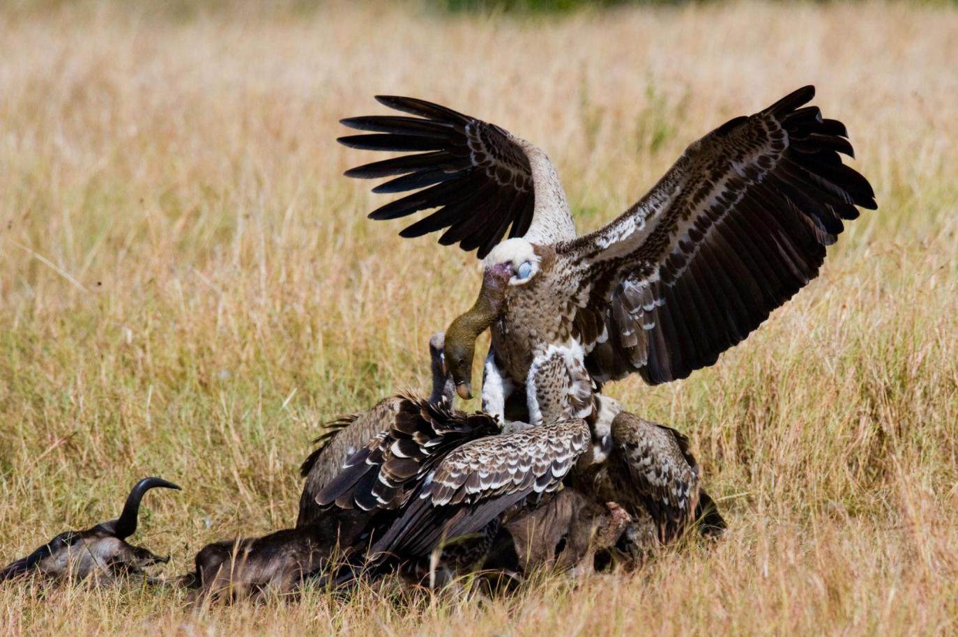 Steppe eagle Tanzania safari guide image 7