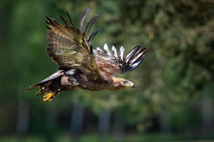 Steppe eagle Tanzania safari guide image 8