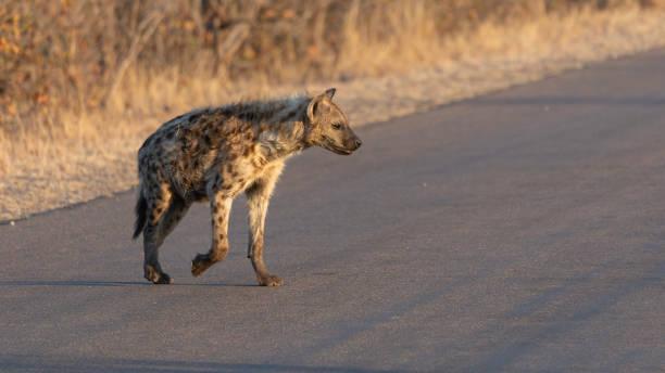 Striped Hyena Tanzania safari guide image 2