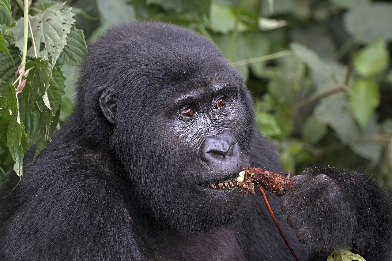 7-Day Uganda Gorilla, Chimpanzee and Queen Elizabeth Safari