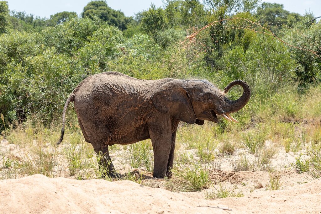 Elephant in Kruger National Park