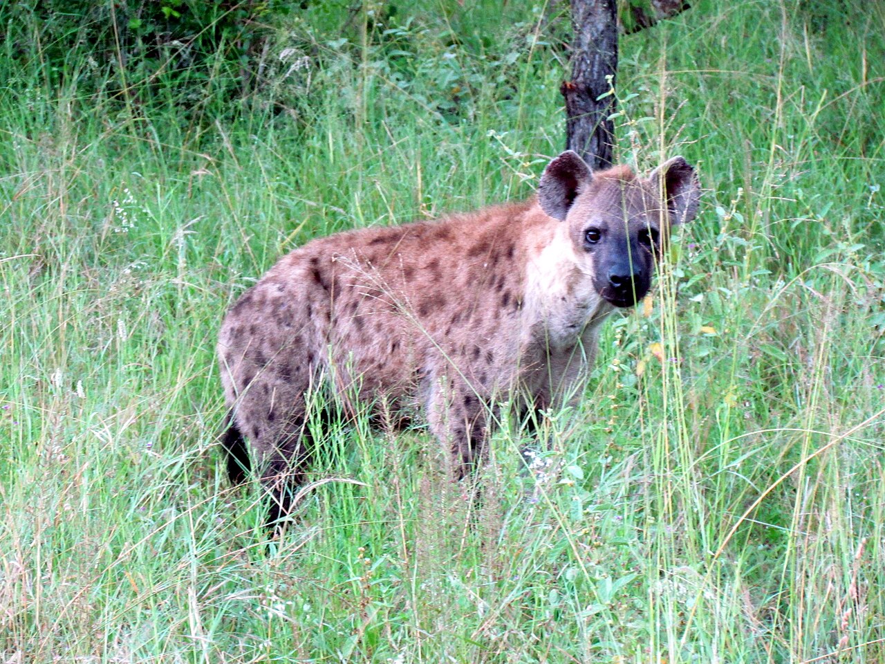 7-Day Cape Town and Sabi Sands Luxury Safari