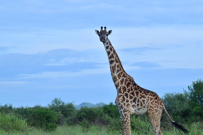 Real travel image for Tanzania Family Safari Cost