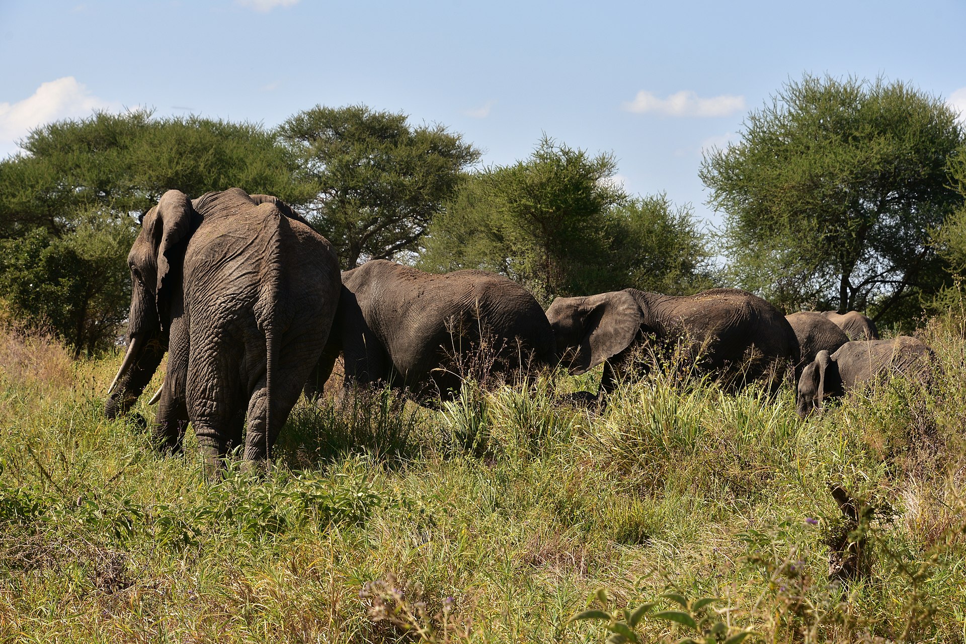 Elephants in Tarangire National Park representing Tanzania Northern Circuit safari statistics