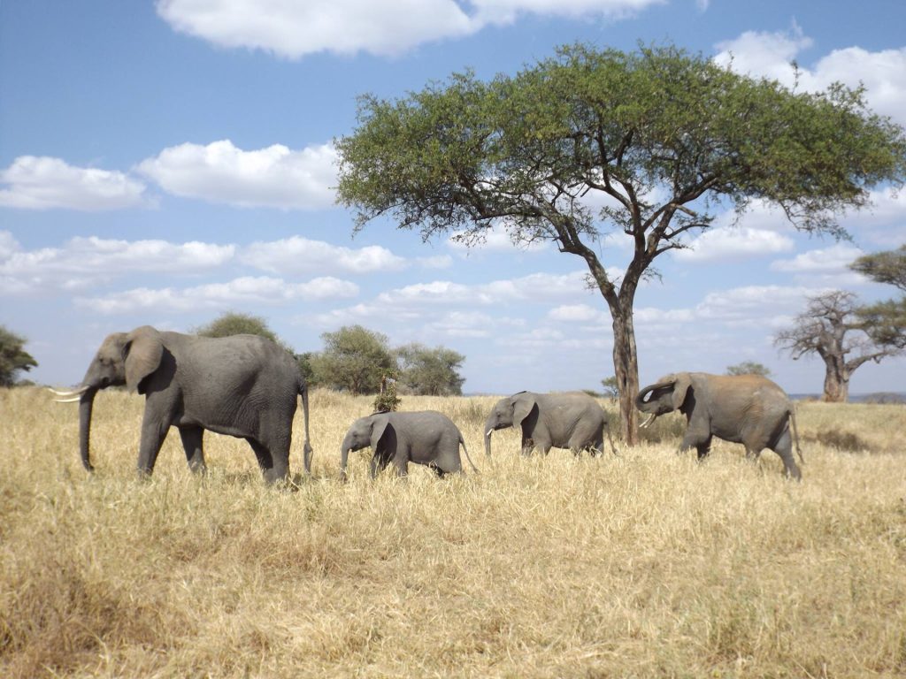 Elephant family in Tanzania for family safari cost planning