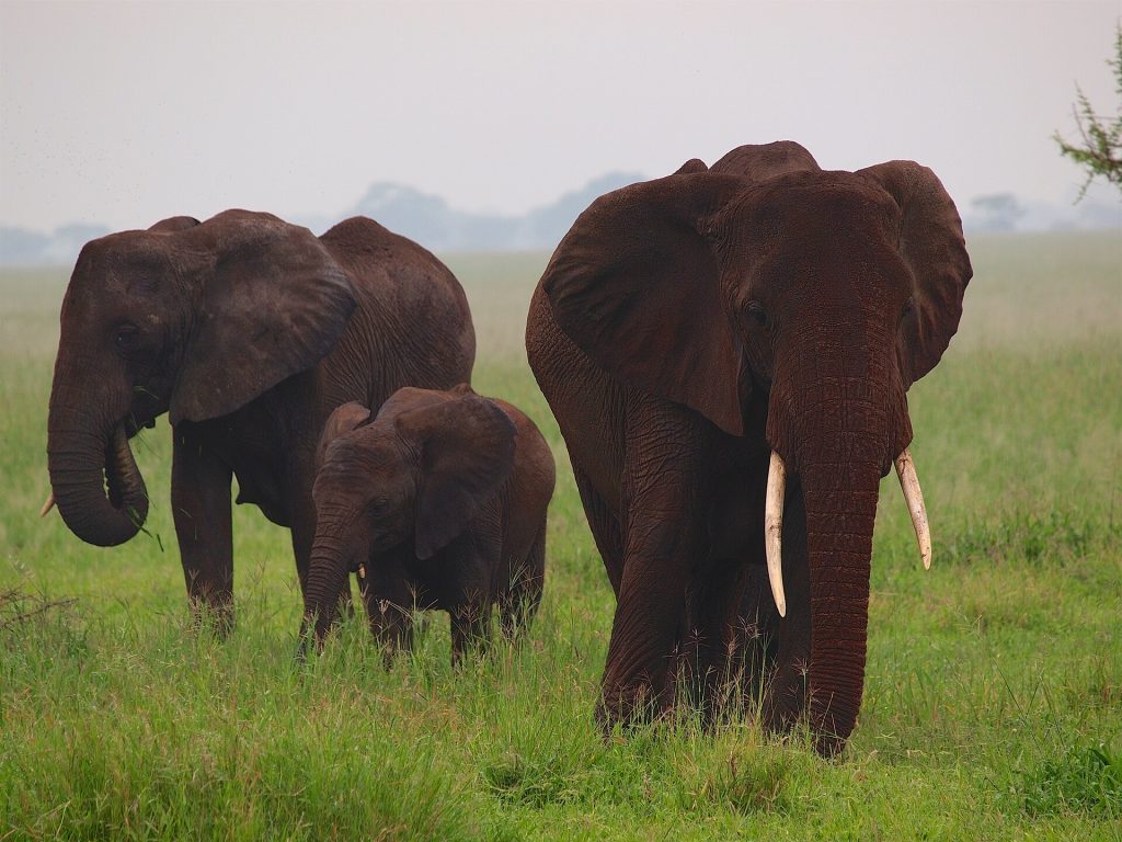 Elephants in Tarangire National Park for Tanzania safari season planning