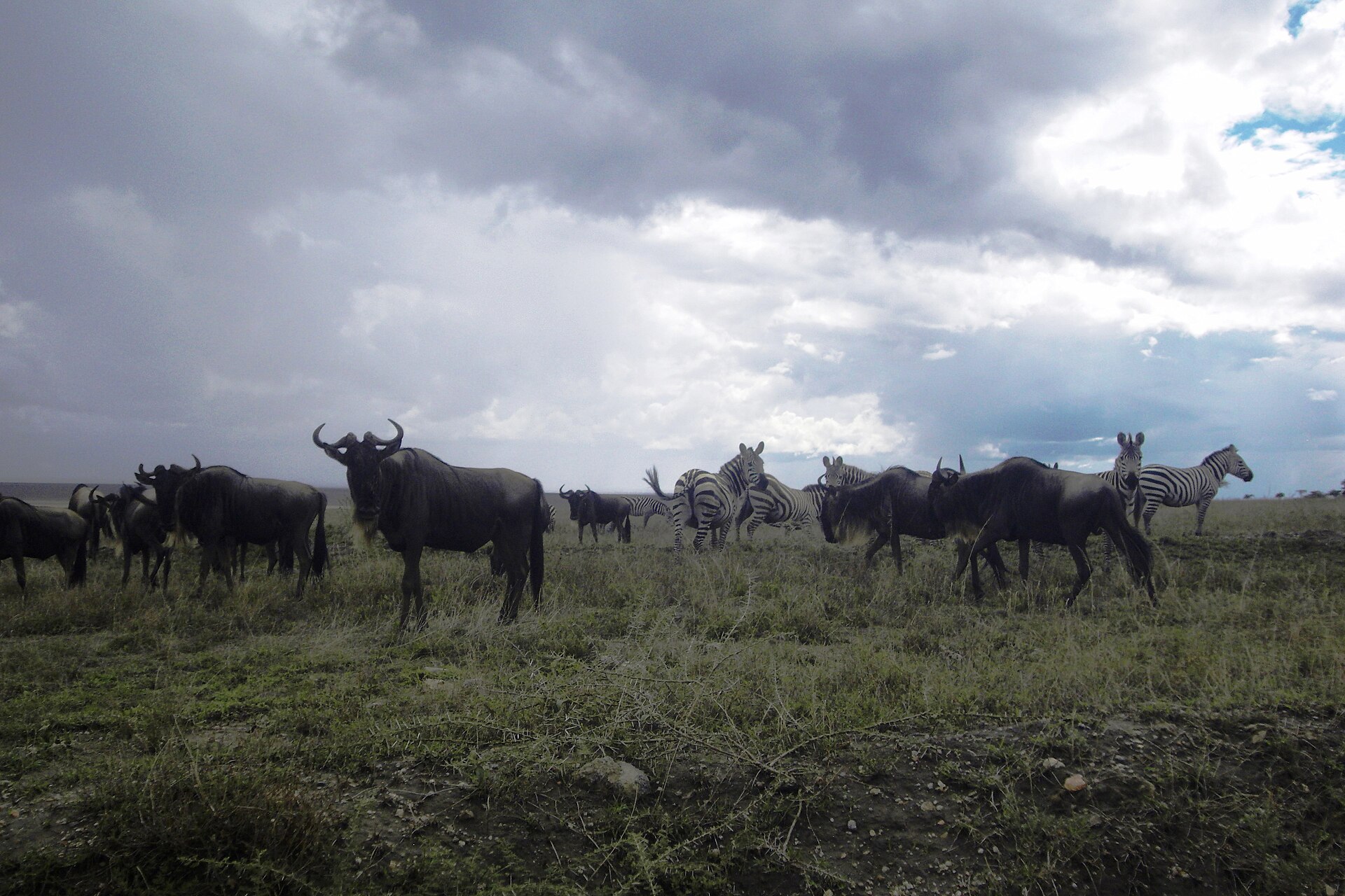 Real travel image for Tanzania Safari With Toddlers
