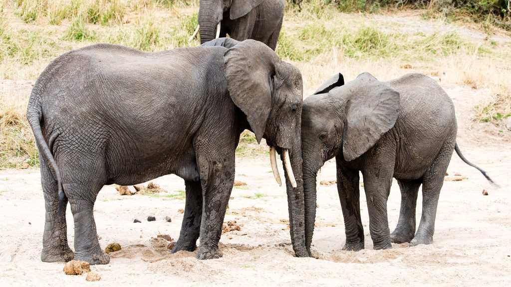 Real travel image for Tarangire Elephant Safari Guide When the Park Is Most Rewarding