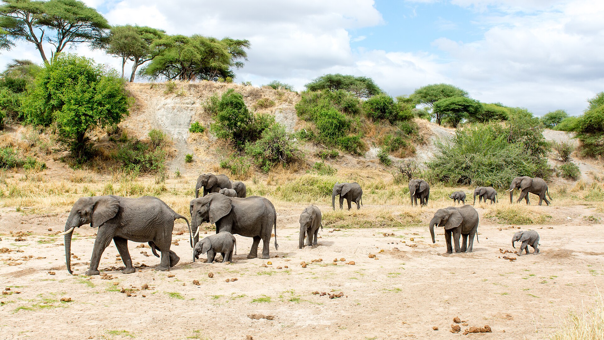 Real travel image for Tarangire for First-Time Visitors What to Expect Before You Go