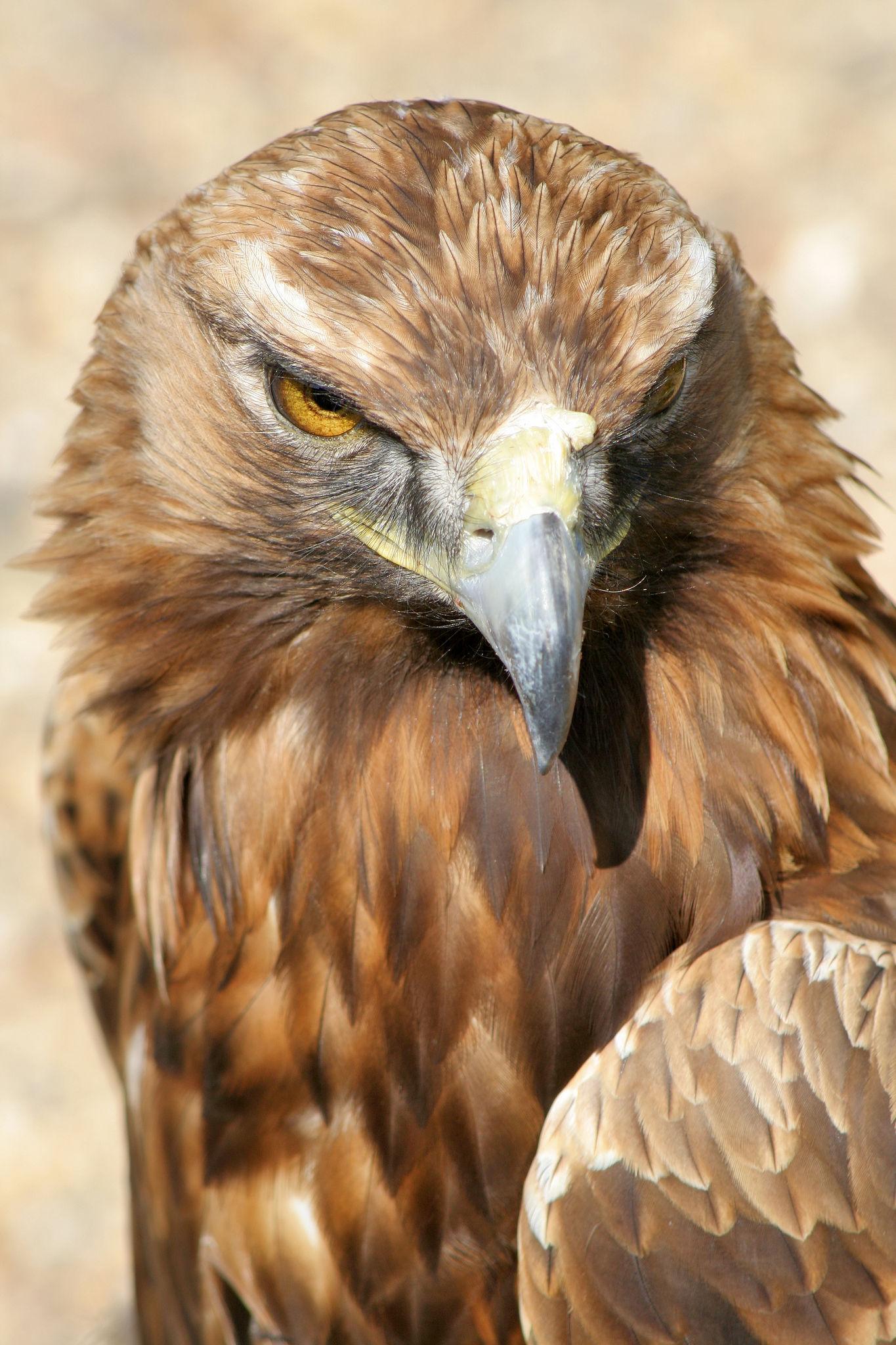 Tawny eagle Tanzania safari guide image 2