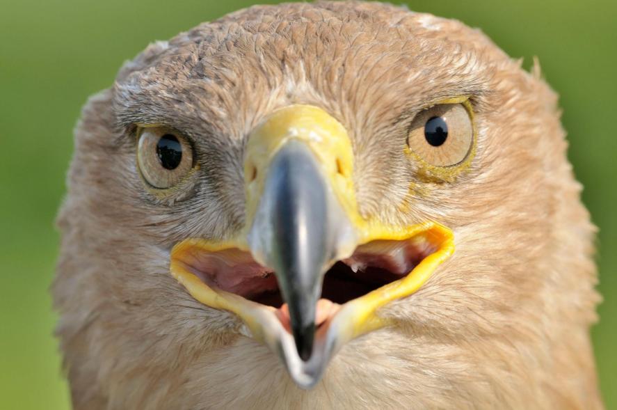 Tawny eagle Tanzania safari guide image 5