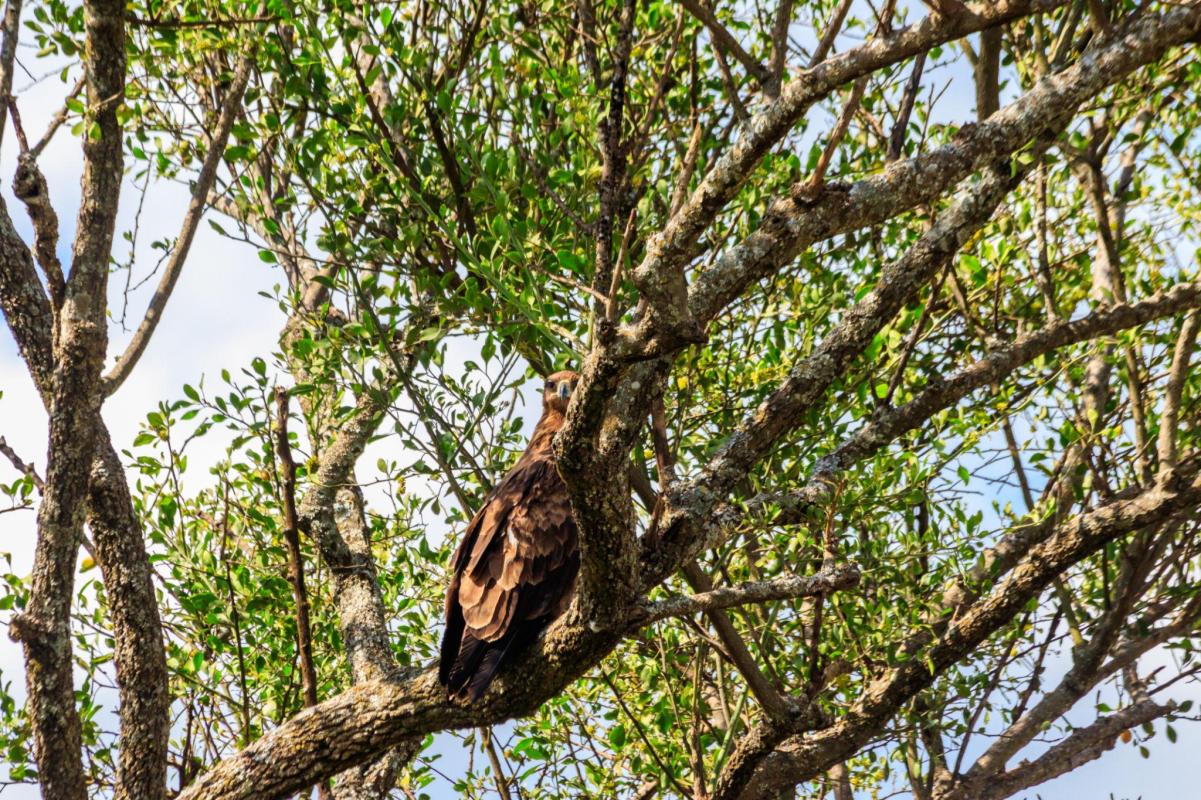 Tawny eagle Tanzania safari guide image 6