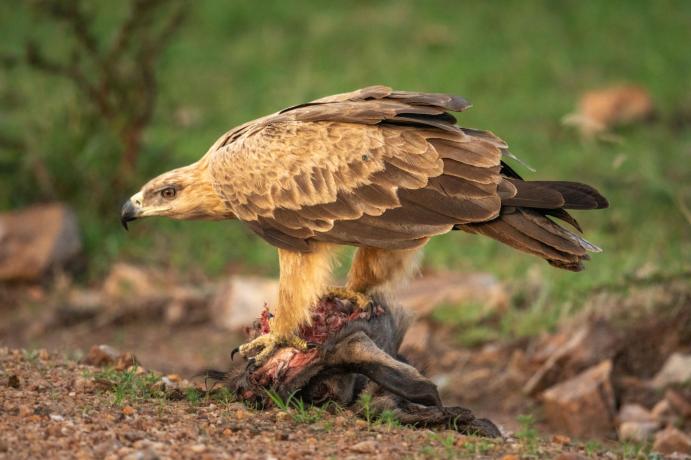 Tawny eagle Tanzania safari guide image 7