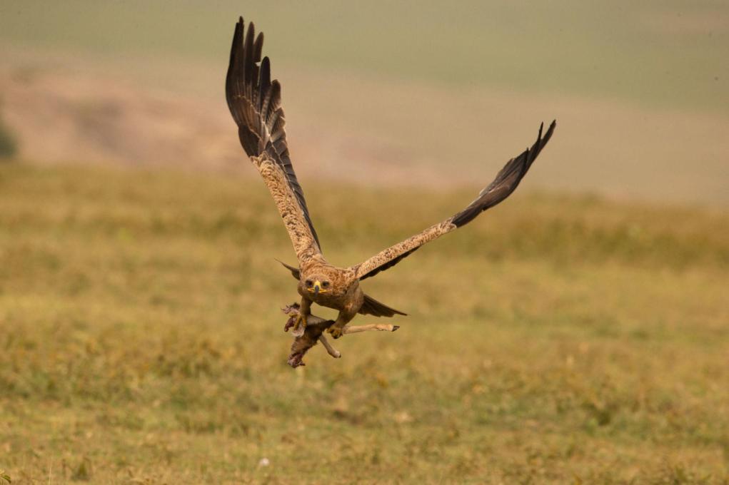 Tawny eagle Tanzania safari guide image 8