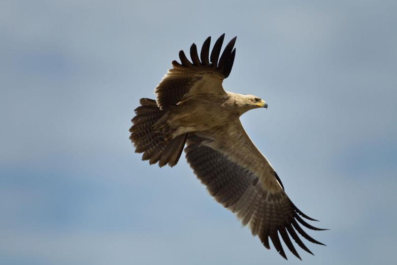 Tawny eagle Tanzania safari guide image 9