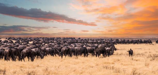 The Wildebeest Migration Tanzania safari guide image 3