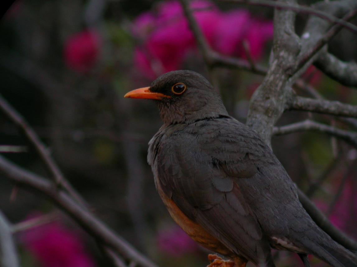 Thrush bird image 1 for Tanview Safaris birdwatching guide