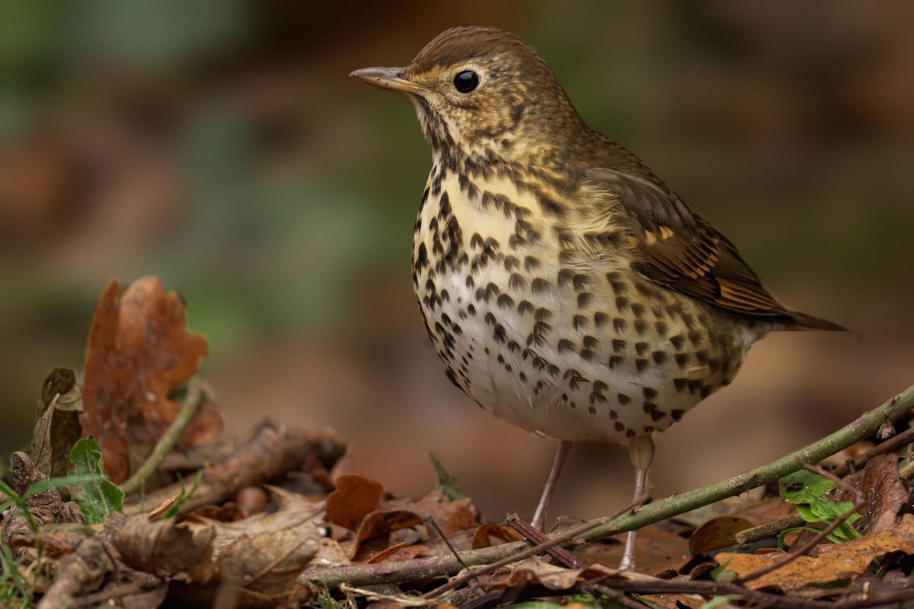 Thrush bird image 2 for Tanview Safaris birdwatching guide