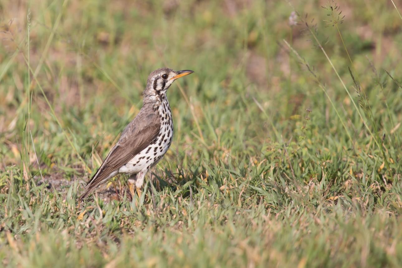 Thrush bird image 3 for Tanview Safaris birdwatching guide