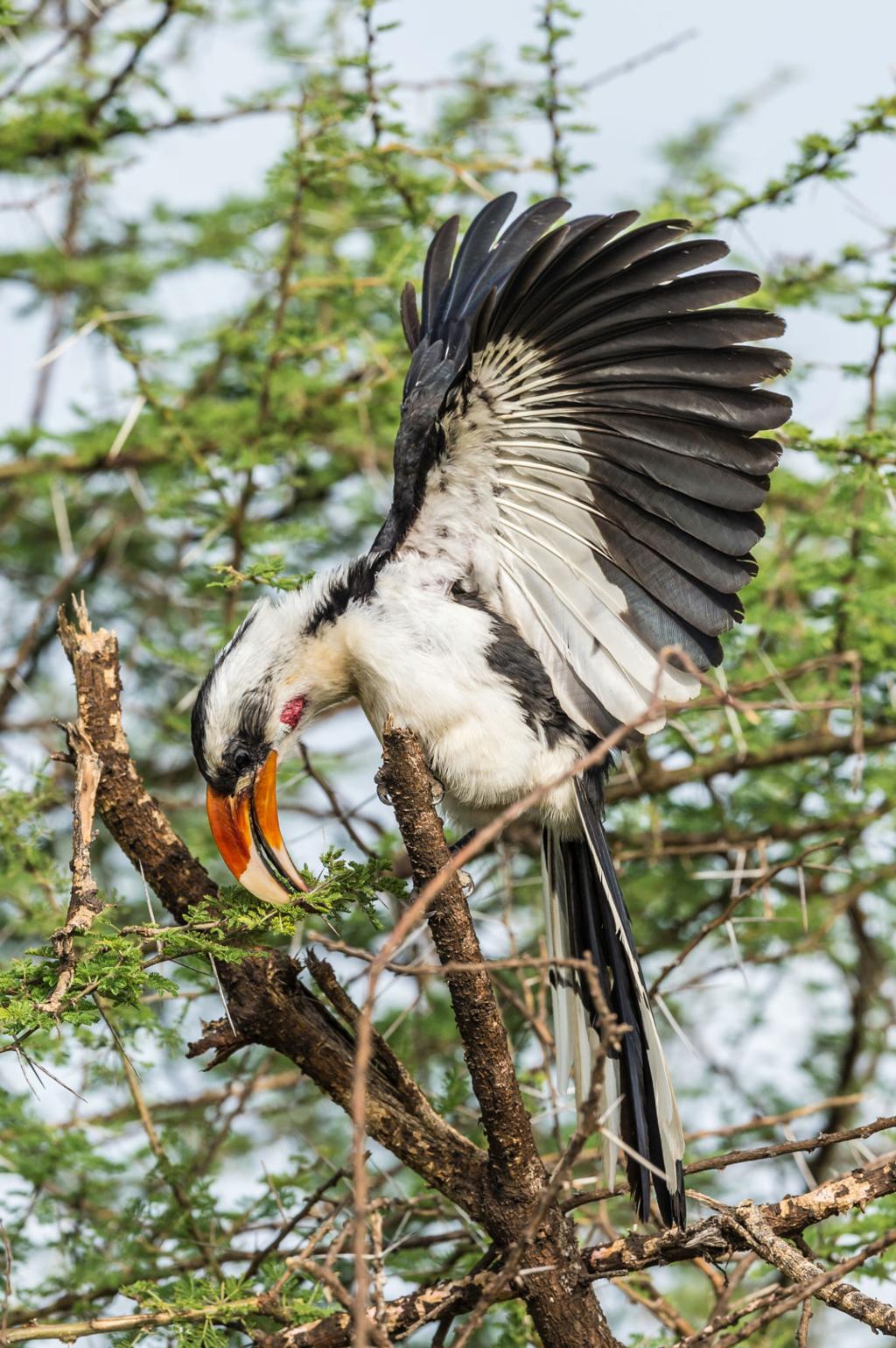 Von der Decken's hornbill bird image 1 for Tanview Safaris birdwatching guide