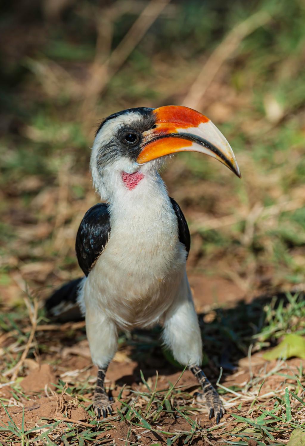 Von der Decken's hornbill bird image 2 for Tanview Safaris birdwatching guide