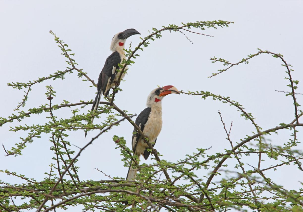 Von der Decken's hornbill bird image 3 for Tanview Safaris birdwatching guide