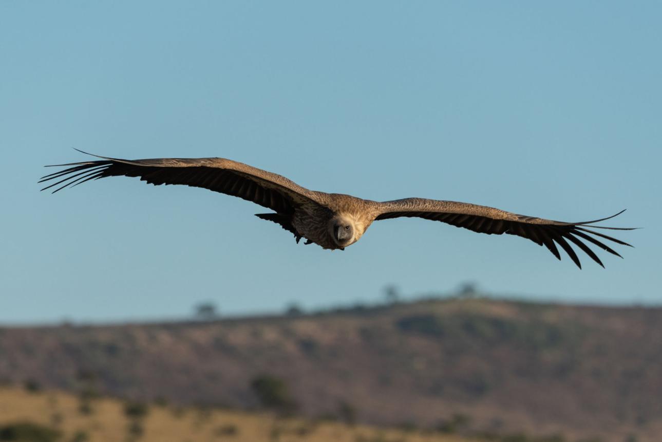 Vulture bird image 1 for Tanview Safaris birdwatching guide