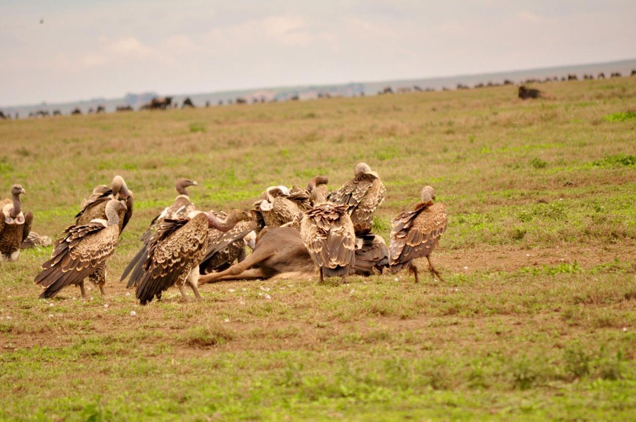 Vulture bird image 3 for Tanview Safaris birdwatching guide