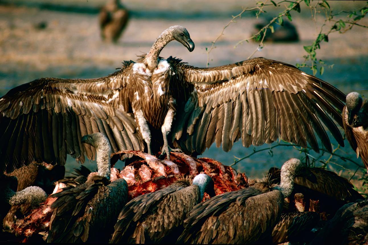 Vulture bird image 2 for Tanview Safaris birdwatching guide