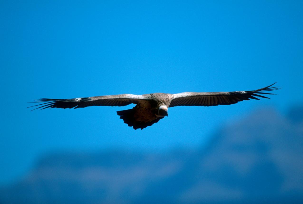 Vulture bird image 3 for Tanview Safaris birdwatching guide