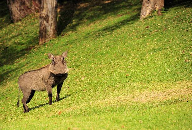 Warthog Tanzania safari guide image 1