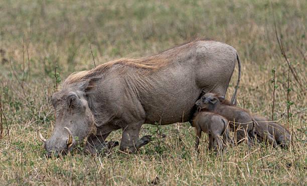 Warthog Tanzania safari guide image 2