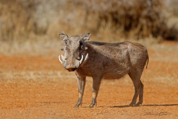 Warthog Tanzania safari guide image 3