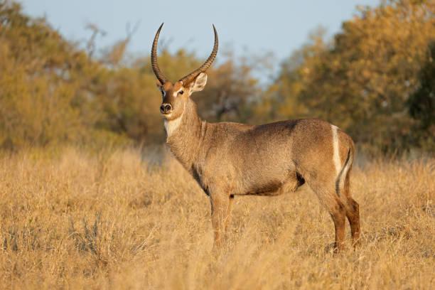 Waterbuck Tanzania safari guide image 1