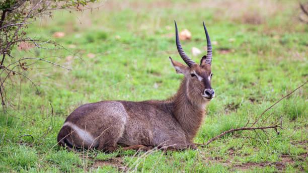 Waterbuck Tanzania safari guide image 2