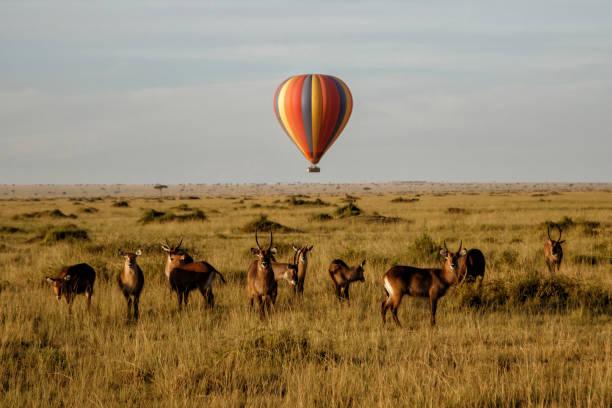 Waterbuck Tanzania safari guide image 3