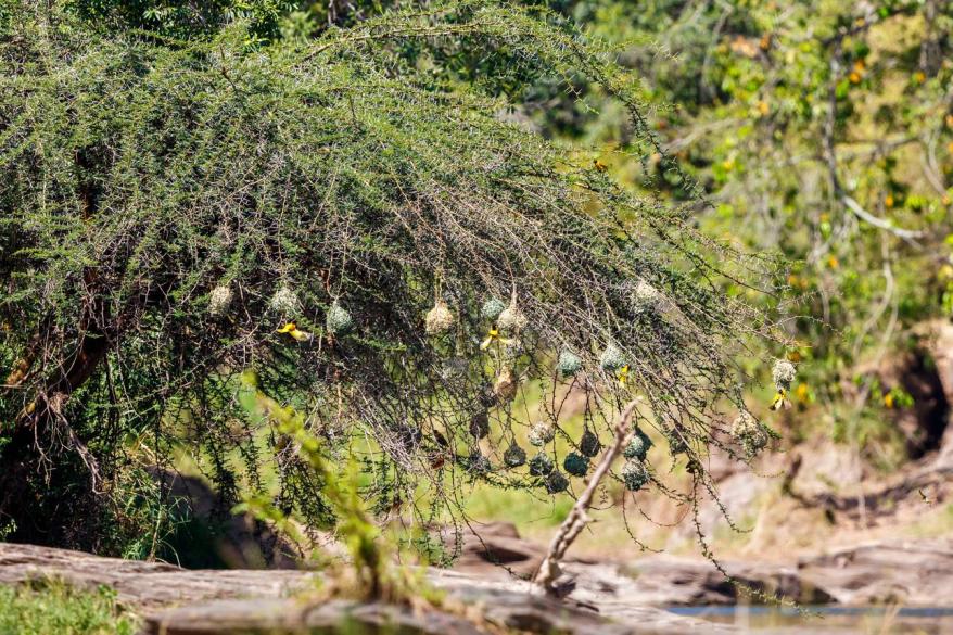 Weaver bird bird image 2 for Tanview Safaris birdwatching guide