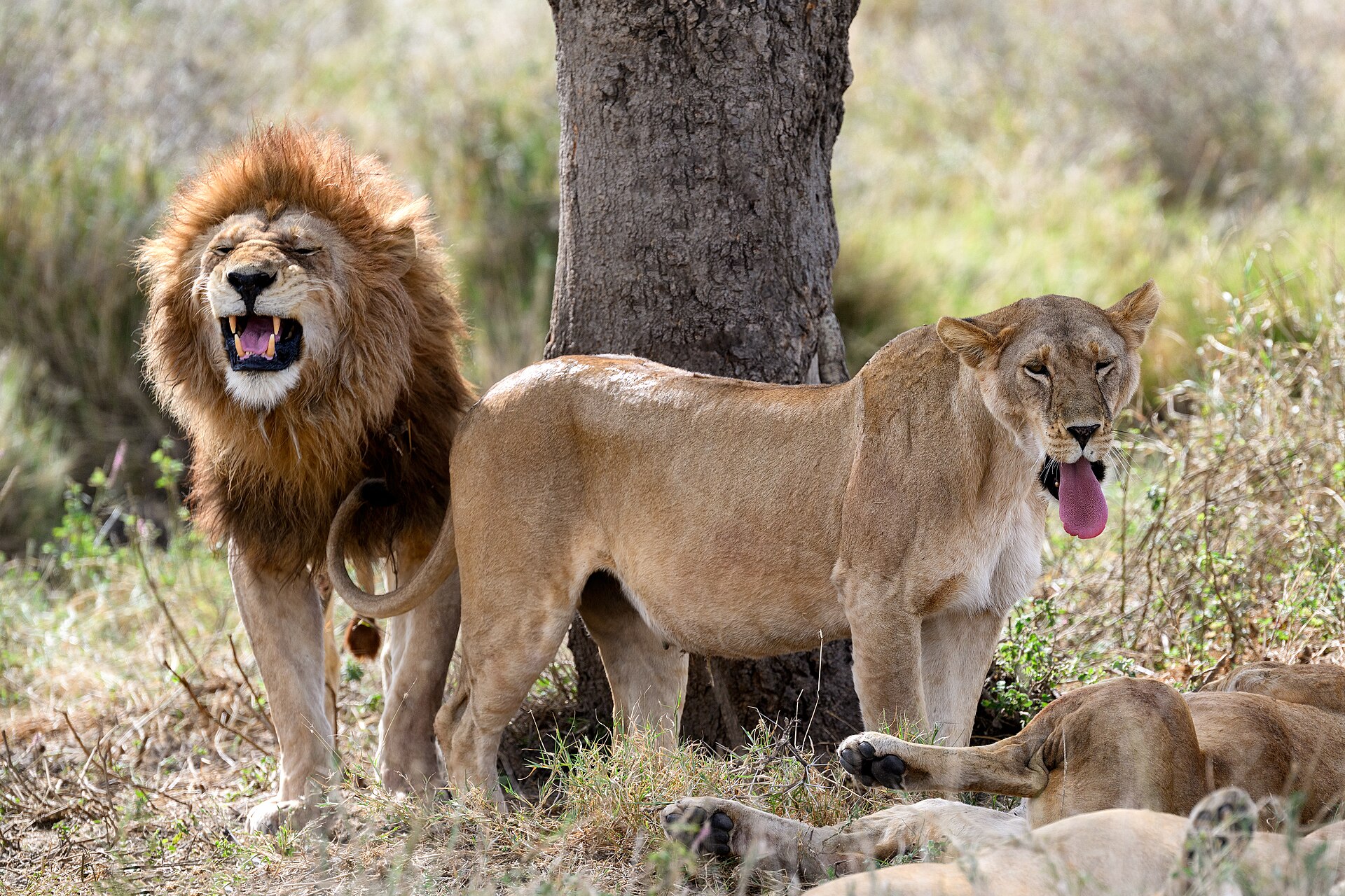 3-Day Tarangire, Ngorongoro Crater and Lake Manyara Mid-range Safari