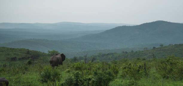 Where to See Big Five Tanzania safari guide image 1